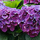 Purple Hydrangea Plant