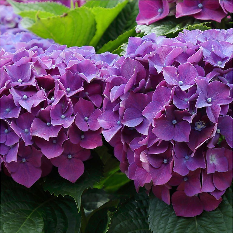 Purple Hydrangea Plant