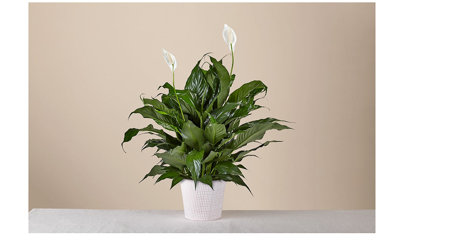 Peace Lily Plant