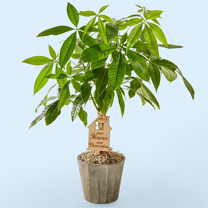 product image for Housewarming Money Tree