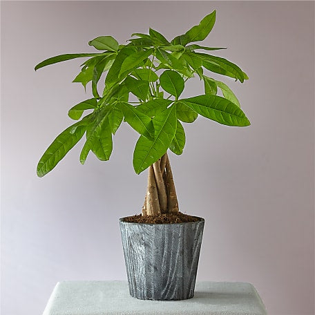 Money Tree Plant Shop Money Trees For Delivery Proflowers