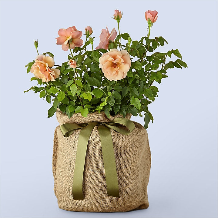 product image for Mother of Pearl Rose Plant