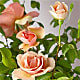 Mother of Pearl Rose Plant