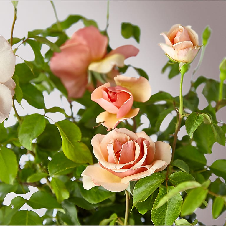 Mother of Pearl Rose Plant