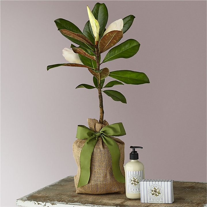 product image for Magnolia Sapling with Lavender Soap & Lotion Duet