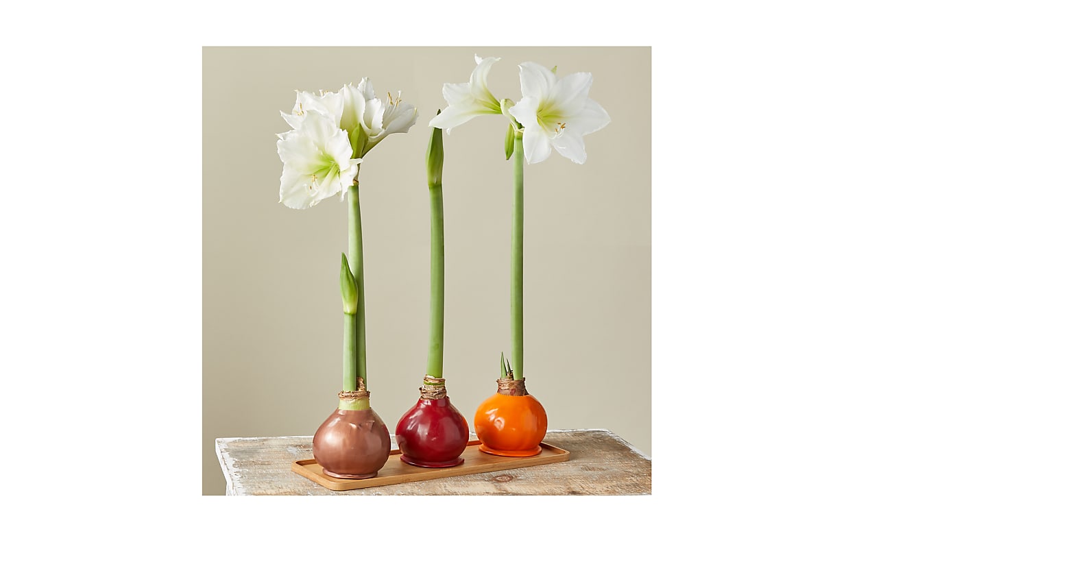 Fall Waxed Amaryllis Bulb Trio