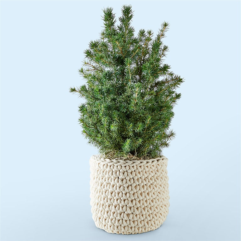 Mini Alberta Spruce Tree