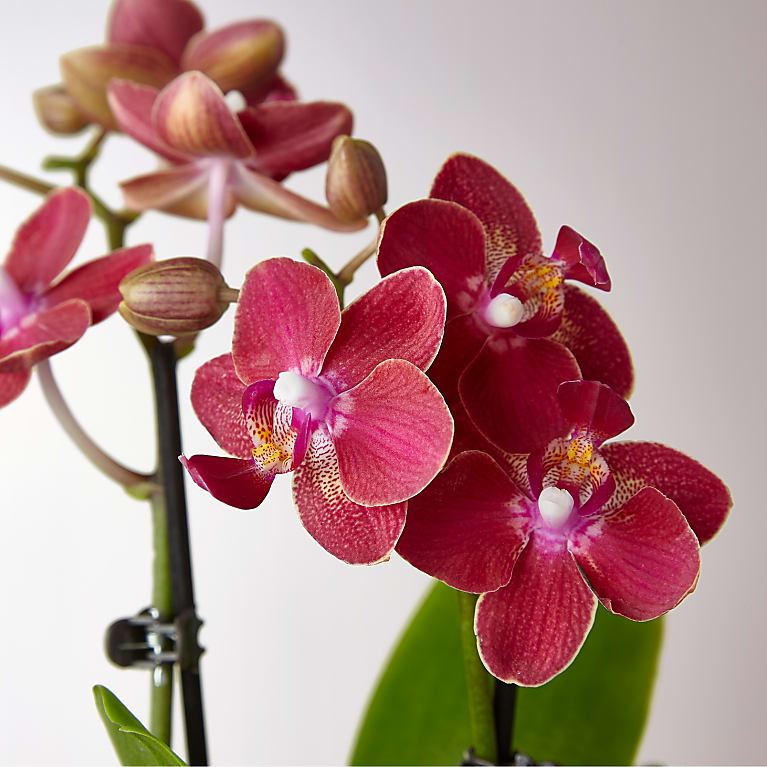 Mini Orchid