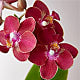 Mini Orchid