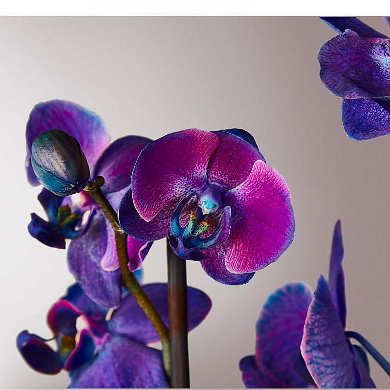 Masterful Watercolor Orchids