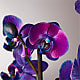 Masterful Watercolor Orchids