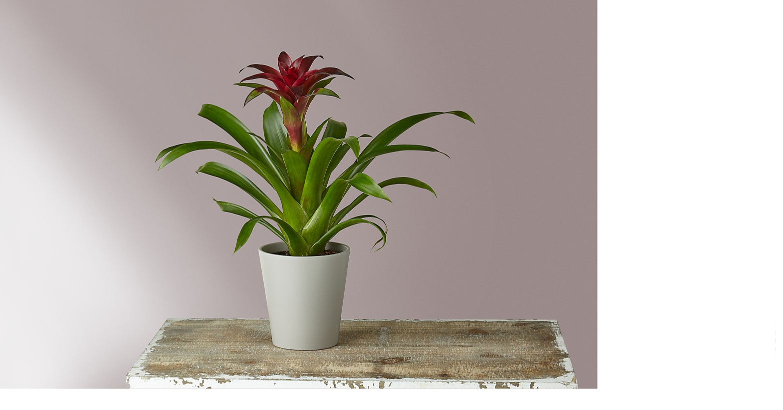 Red Bromeliad Guzmania