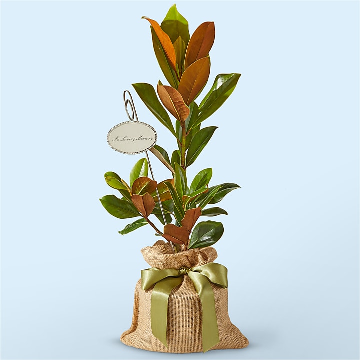 product image for Memorial Magnolia Tree