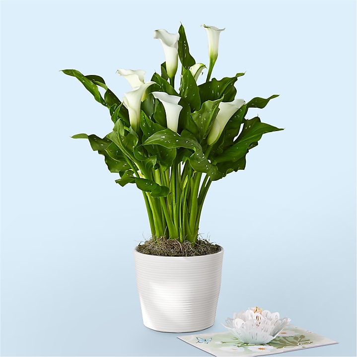 product image for White Calla Lily Thinking of you Bundle