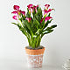 Perfectly Pink Calla Lily Plant