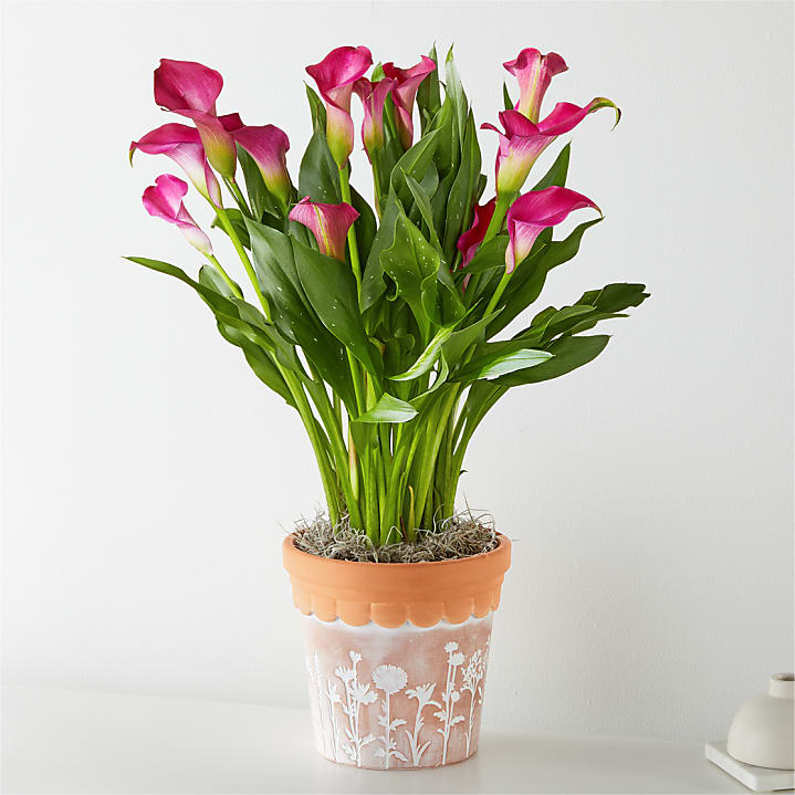 product image for Perfectly Pink Calla Lily Plant