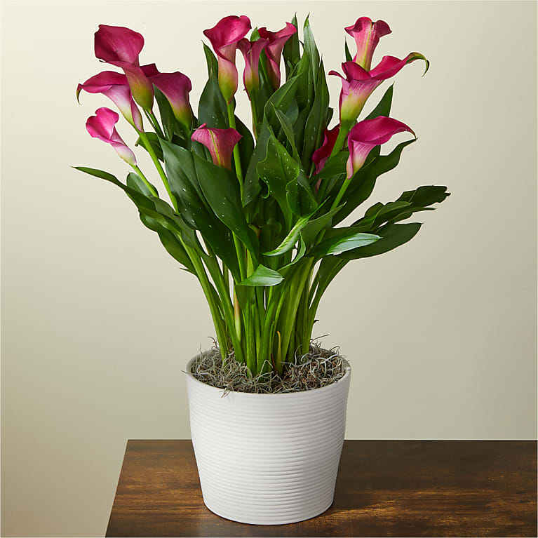 My Darling Pink Calla Lily Plant