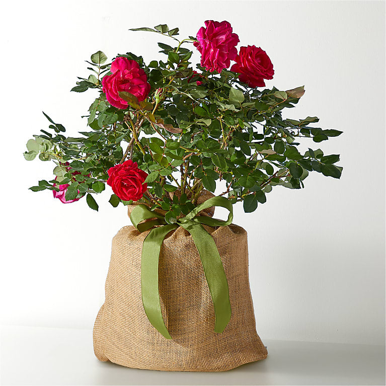 Sweet Spirit Rose Plant