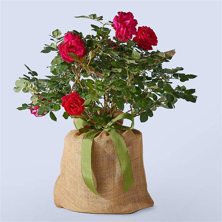 product image for Sweet Spirit Rose Plant