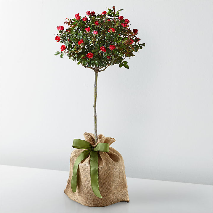 product image for Dwarf Rose Topiary Plant