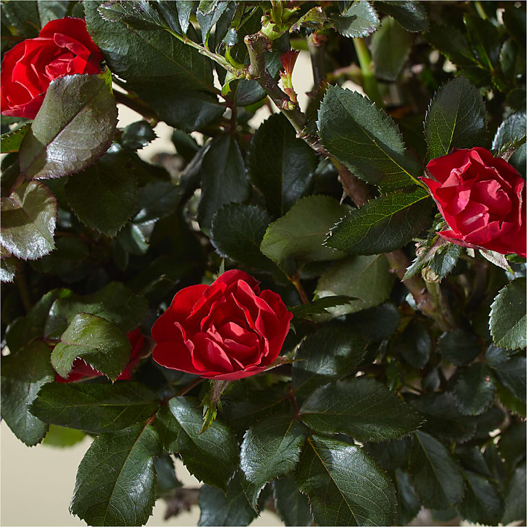 Dwarf Rose Topiary Plant