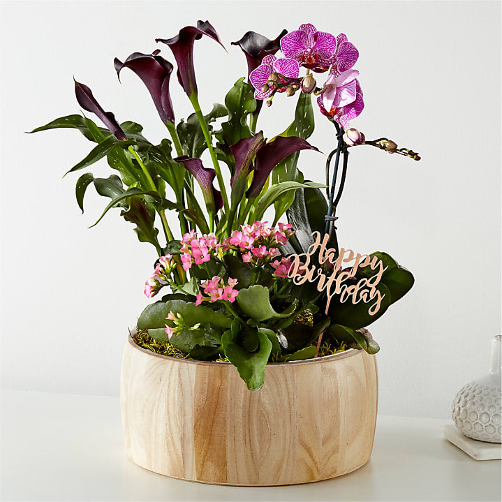 product image for Happy Birthday Orchid Garden