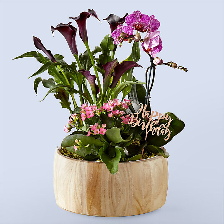 product image for Happy Birthday Orchid Garden