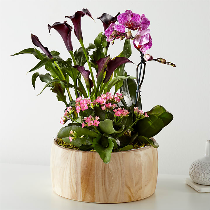 Calla Lilies Delivery: Send Calla Lilies