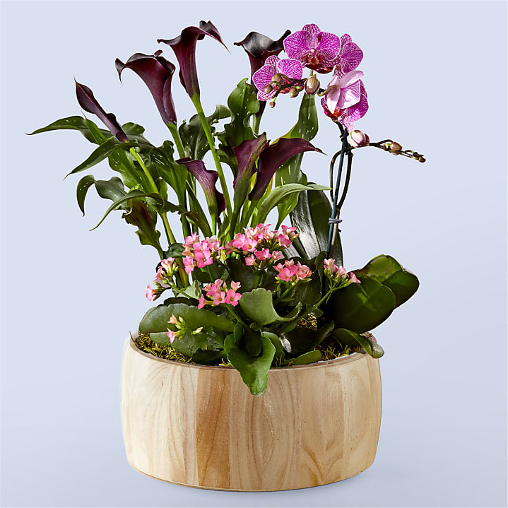 product image for Sending a Garden of Love
