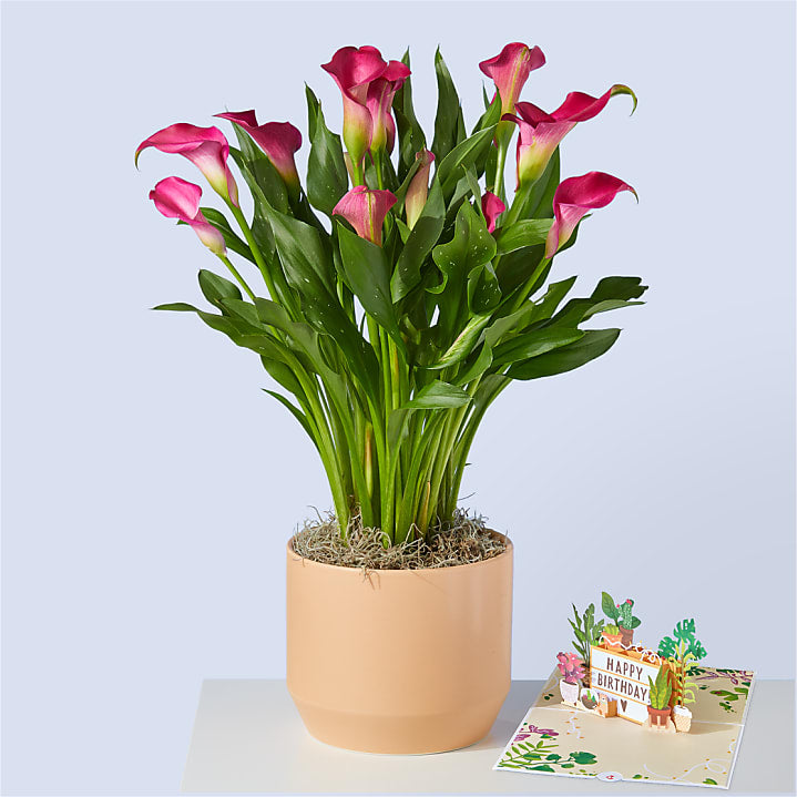 product image for Bold Pink Calla Lily Plant & Happy Birthday Lovepop® Pop-Up Card