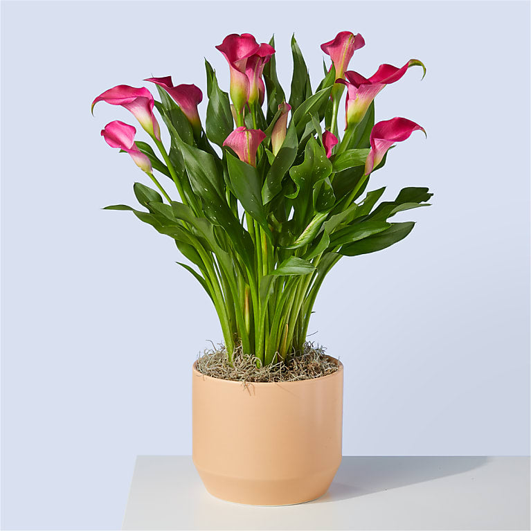 My Darling Pink Calla Lily Plant