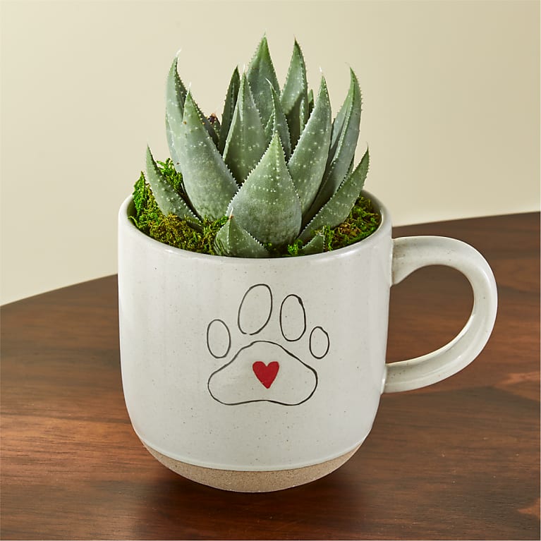 Haworthia Succulent in Pawprint Love Mug