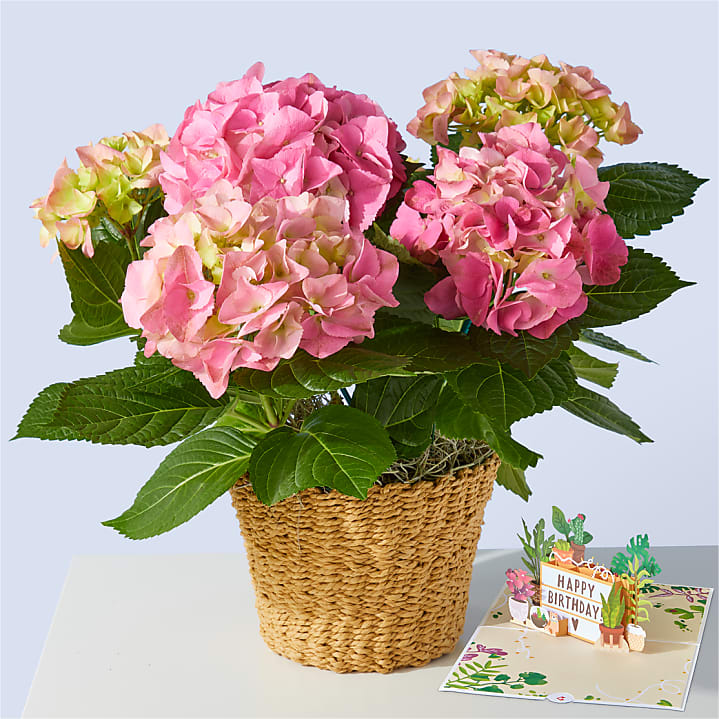 product image for Pink Hydrangea Plant & Happy Birthday Lovepop® Pop-Up Card