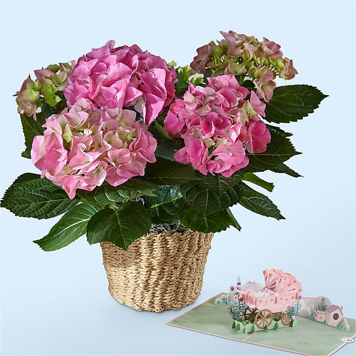 product image for Pink Hydrangea Plant & Welcome Baby Lovepop® Pop-Up Card