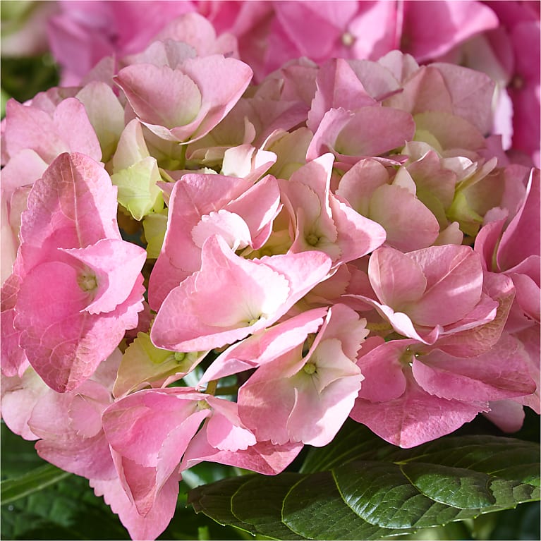 pink hydrangea