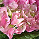 Pink Hydrangea Plant