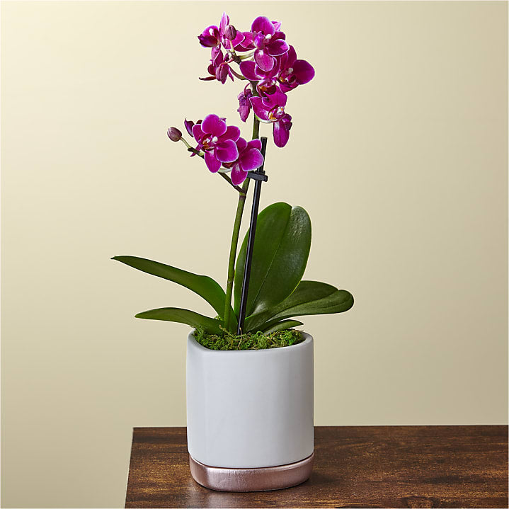 product image for Petite Purple Orchid