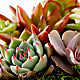 Happy Mother's Day Succulent Garden