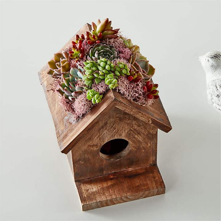 product image for Succulent Birdhouse