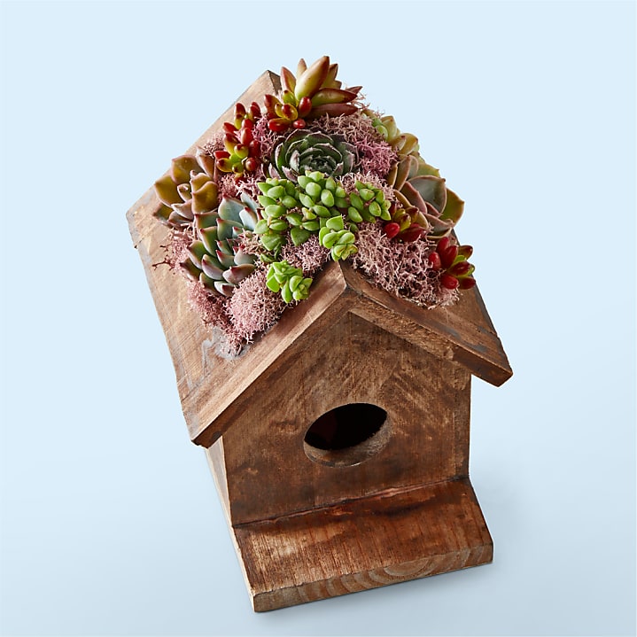 product image for Succulent Birdhouse