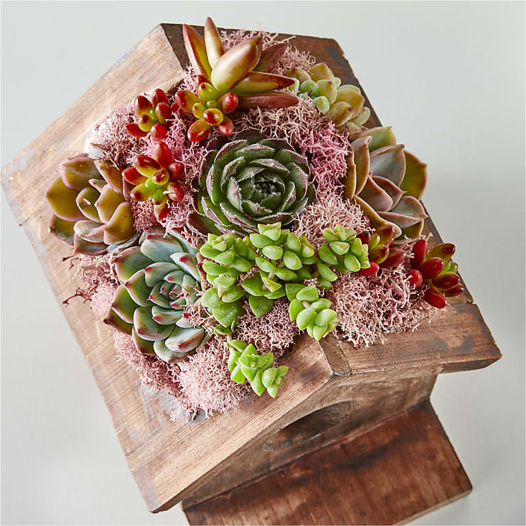 Succulent Birdhouse