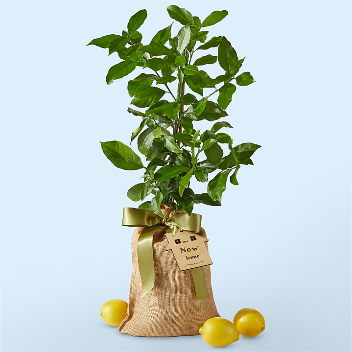 product image for Housewarming Meyer Lemon Tree