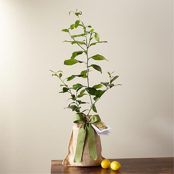 product image for Petite Meyer Lemon Tree