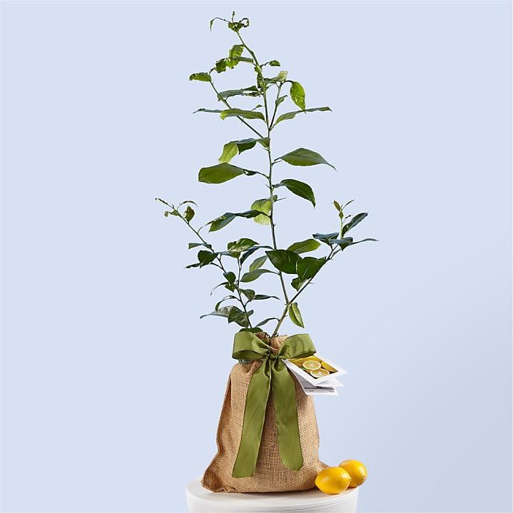 product image for Petite Meyer Lemon Tree