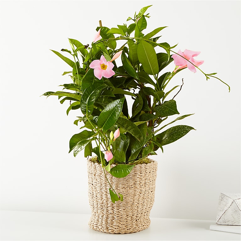 Mandevilla Plant