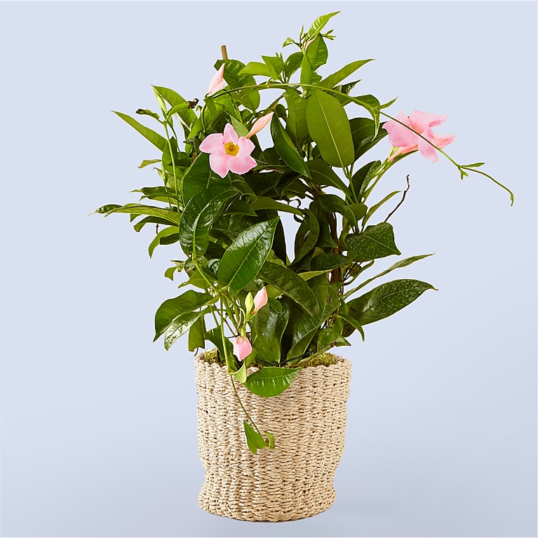 Mandevilla Plant