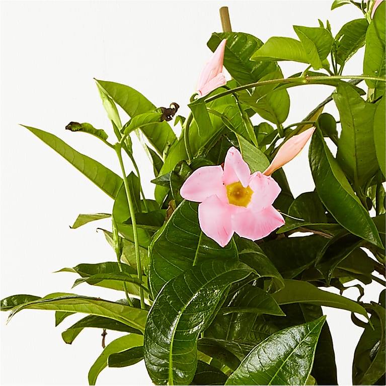 Mandevilla Plant