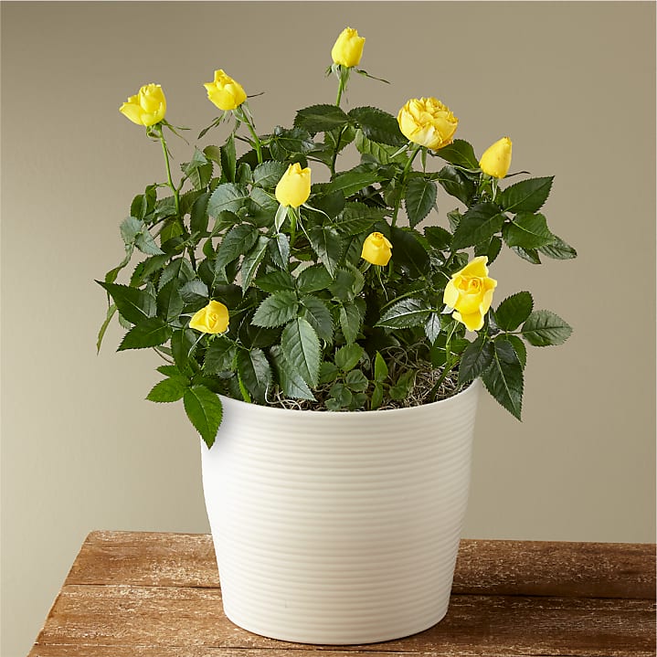 product image for Yellow Mini Rose Plant