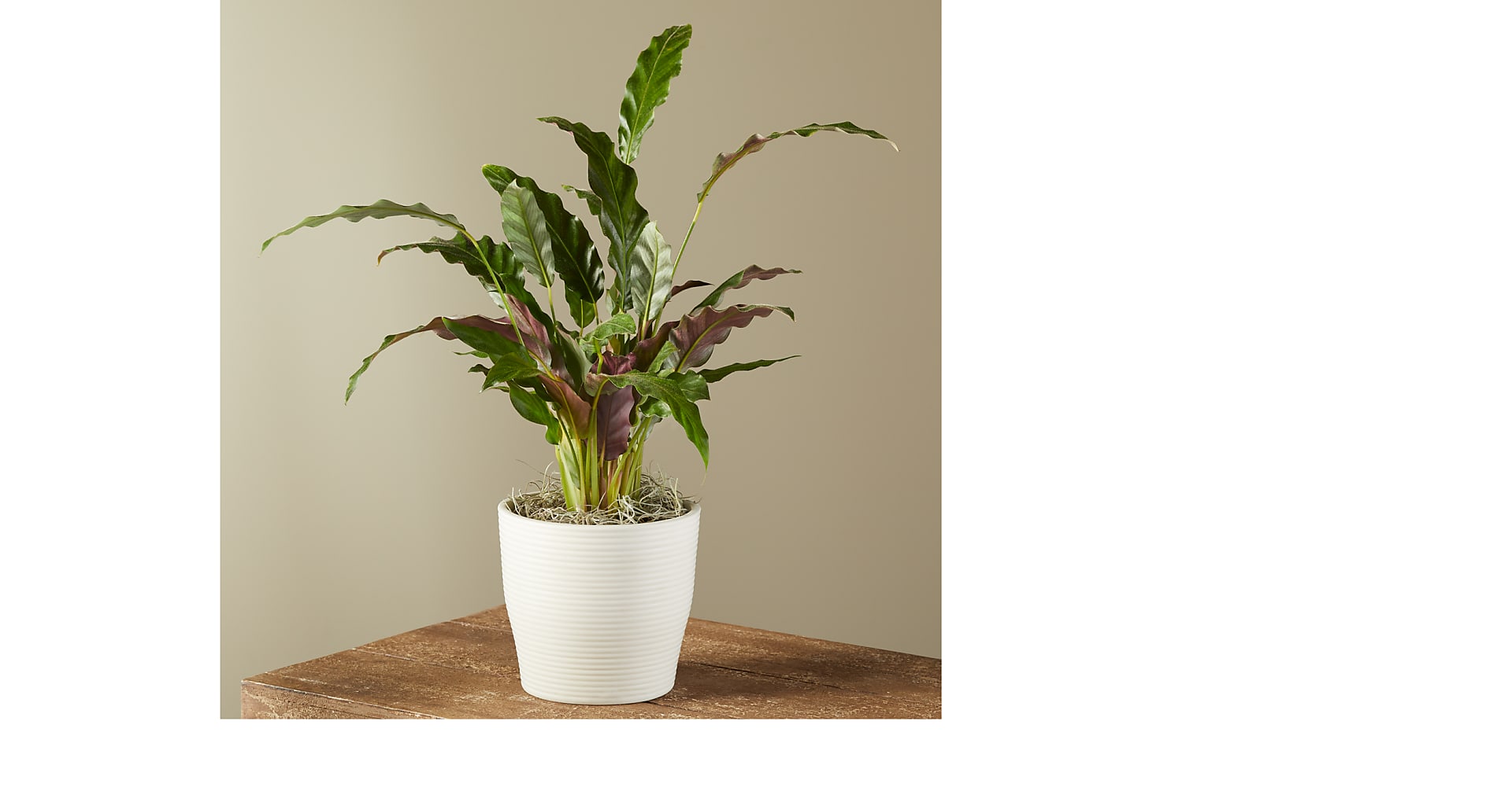Calathea Wavestar