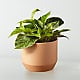 Golden Pothos